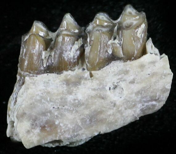 Oligocene Ruminant (Leptomeryx) Jaw Section #25094